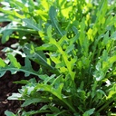 purely-organic-arugula-seeds-slow-bolt---5.jpg