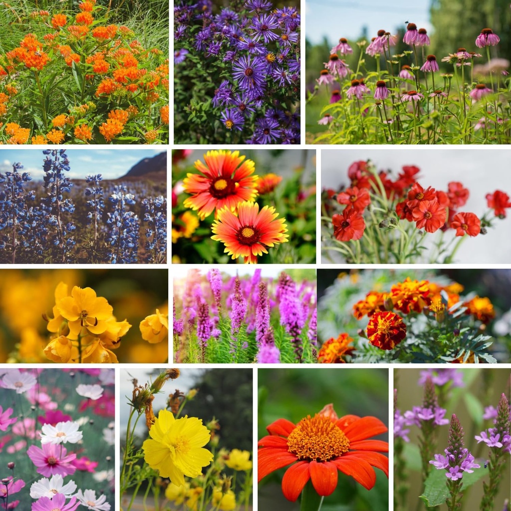wildflower-seeds-bulk-national-wildflowe-3.jpg