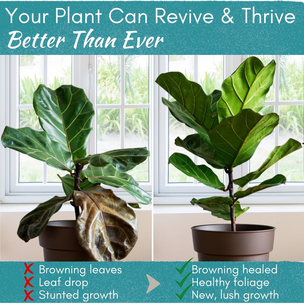 root-rot-repair-for-houseplants-recovery-5.jpg