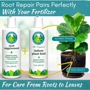 root-rot-repair-for-houseplants-recovery-6.jpg