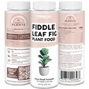 fiddle-leaf-fig-plant-food-for-all-fig-a-5.jpg