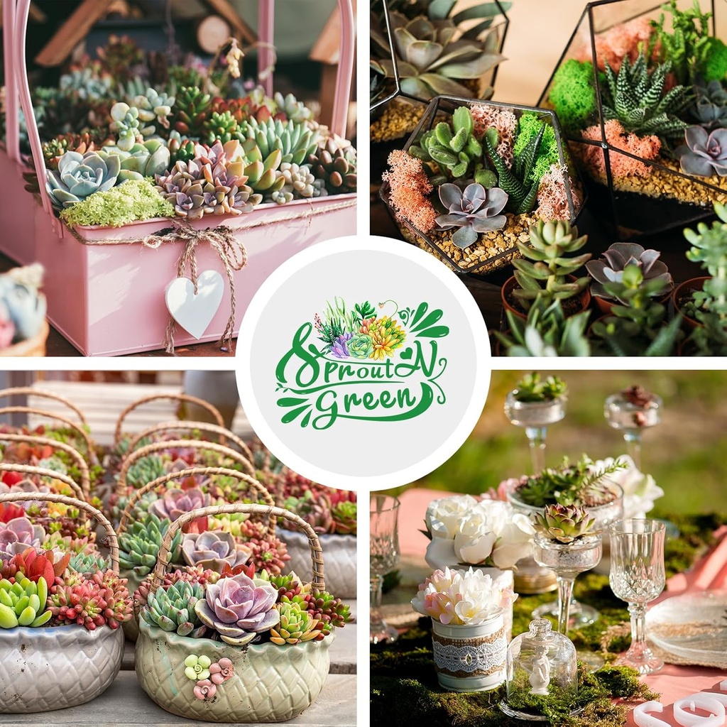 sprout-n-green-live-succulent-plants-5-p-4.jpg