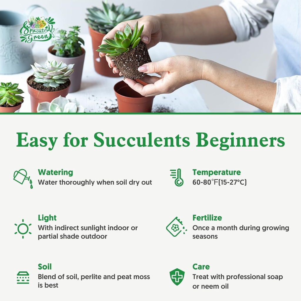 sprout-n-green-live-succulent-plants-5-p-6.jpg