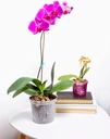 repotme-orchid-pot-growers-assortment-8--6.jpg