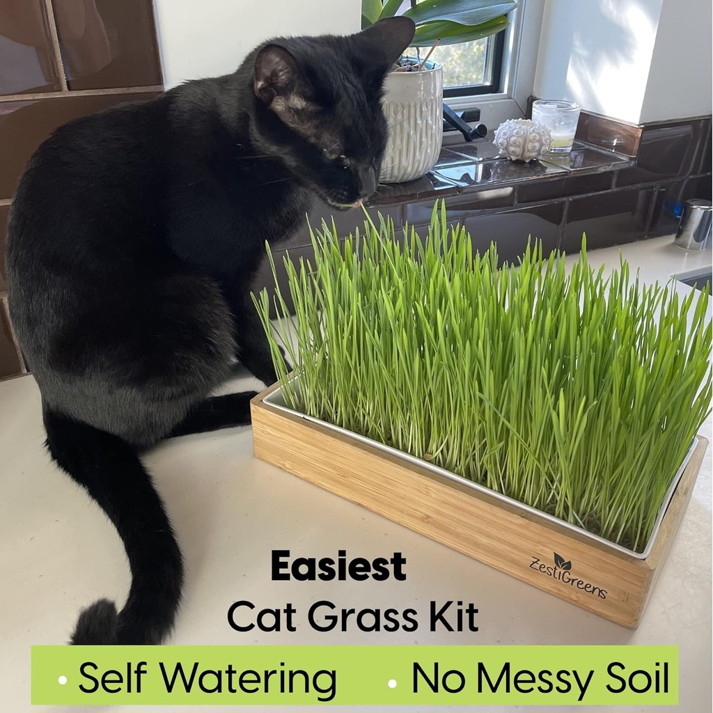 self-watering-cat-grass-kit-hands-down-t-2.jpg