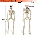 2-pack-36halloween-skeleton---3-ft-life--6.jpg