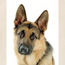 cafepress-german-shepherd-tote-bag-reusa-2.jpg