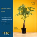 costa-farms-money-tree-live-plant-in-dec-4.jpg