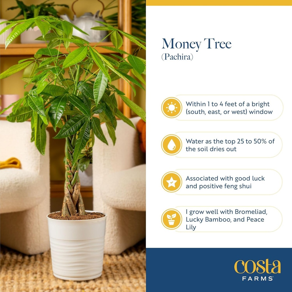 costa-farms-money-tree-live-plant-in-dec-6.jpg