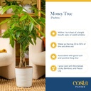 costa-farms-money-tree-live-plant-in-dec-6.jpg