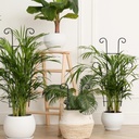 plant-trellis-for-potted-plants-2p-large-4.jpg