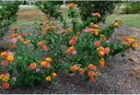 american-plant-exchange-lantana-confetti-3.jpg
