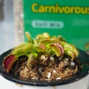 carnivorous-plant-soil-mix-2-qts-include-3.jpg
