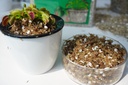 carnivorous-plant-soil-mix-2-qts-include-4.jpg