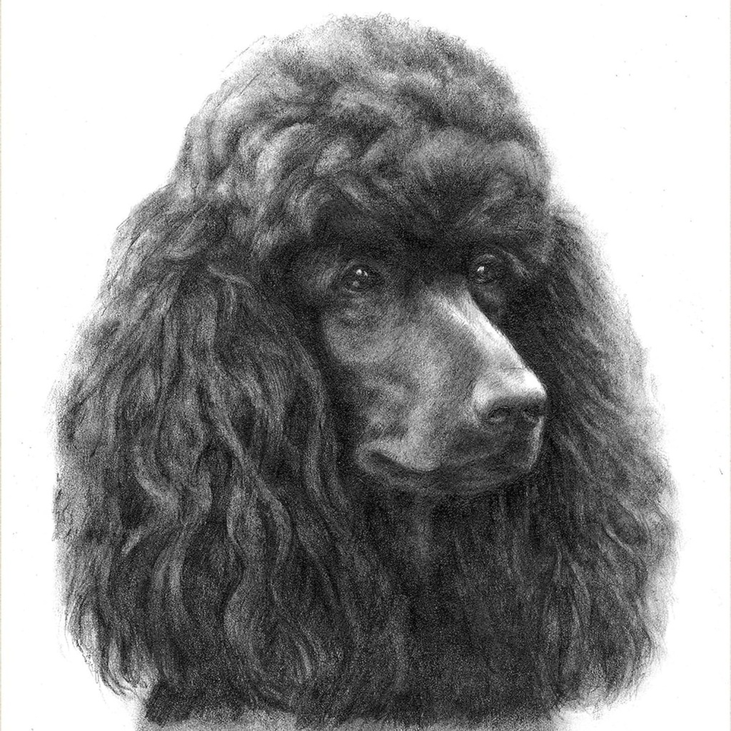 cafepress-black-or-chocolate-poodle-tote-3.jpg