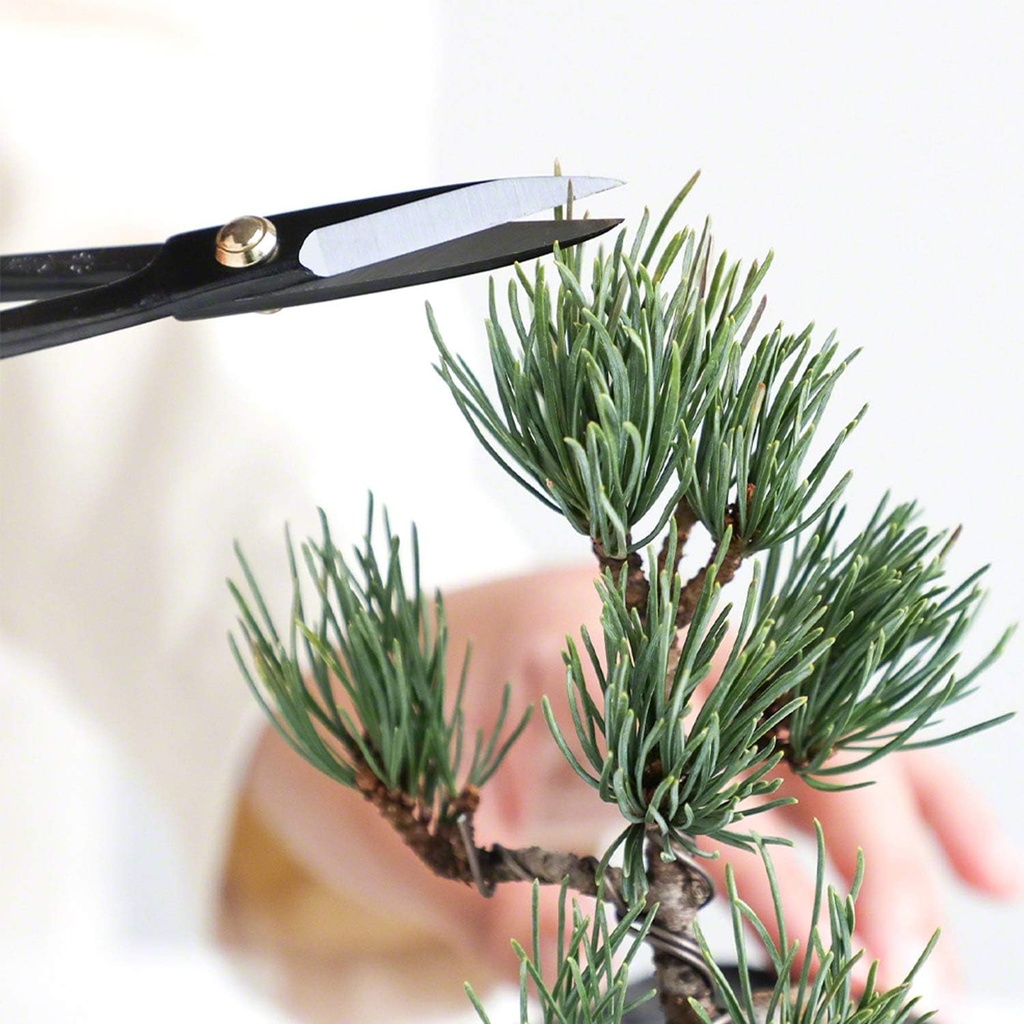 wazakura-2pcs-japanese-bonsai-trimming-k-6.jpg