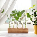 yibot-propagation-stations-plant-terrari-3.jpg
