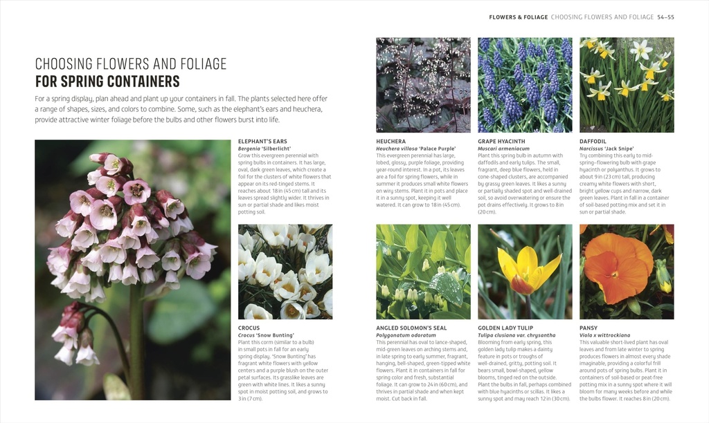 beginner-gardening-step-by-step-a-visual-81fDzQaG-3L.jpg