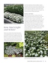 white-gardens-creating-magnificent-moonl-91pYljlk4+L.jpg