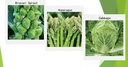 premium-winter-vegetable-seeds-for-plant-2.jpg