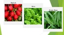premium-winter-vegetable-seeds-for-plant-3.jpg