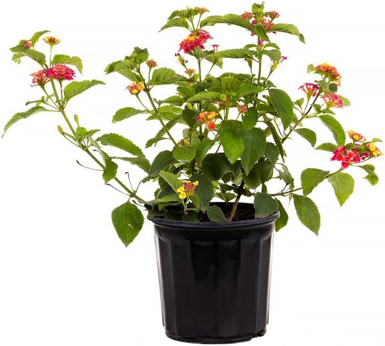 American Plant Exchange Lantana 'Confetti' – 6-Inch Pot – Live Flowering Shrub with Vibrant Multi-Color Blooms, Heat-Tolerant Outdoor Plant for Gardens, Patios, Hanging Baskets & Landscapes