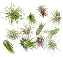 ragnaroc Air Plants - Tillandsia Ionantha Pack, Regular 1-3" - 12ct - Live Arrival Guaranteed - House Plants for Home Decor & Gift