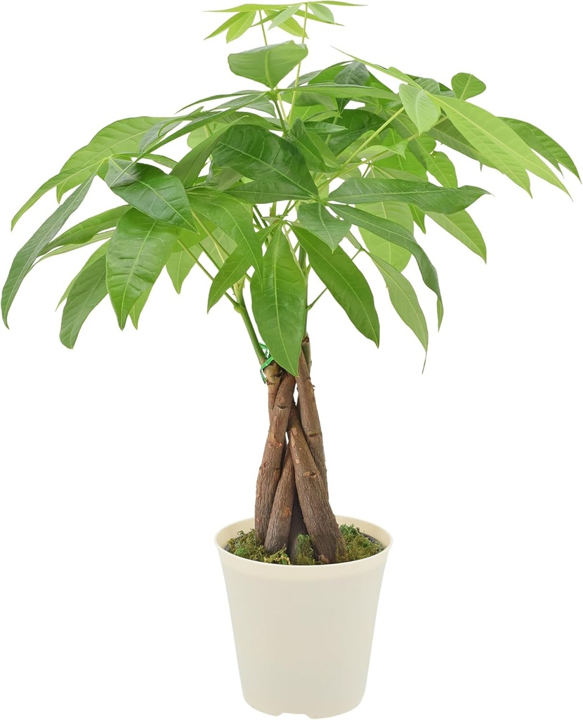 Live Braided Money Tree Pachira Aquatica Indoor Houseplant in Arcadia Garden Product's Branded Plastic Pot, Tropical Plant Collector Gift for Home and Garden Decor, 4-in, Beige