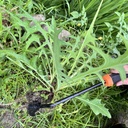 Hand Weeding Tool, Uprooting Weeder Tool Portable Garden Weed Remover with Handle, 4 Teeth Stainless Steel Weed Puller for Garden Backyard Farm Planting & Weeding (Rubber Handle)