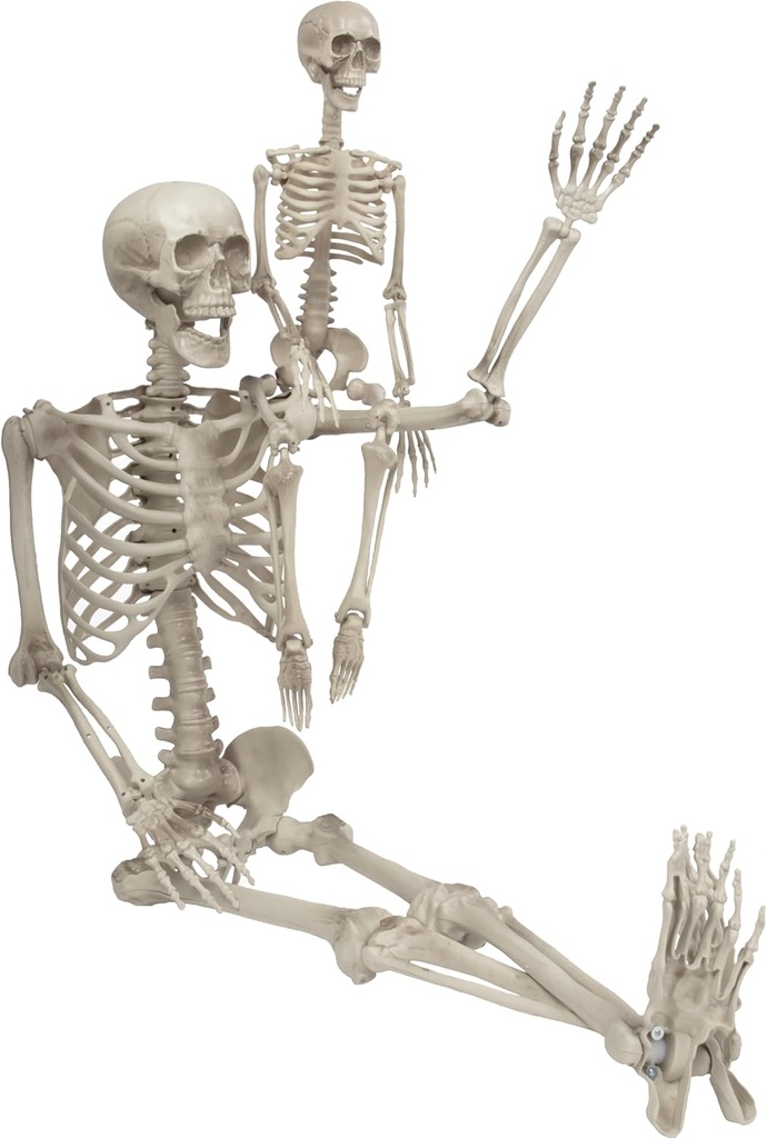 Halloween Posable Human Adult (5' 4") & Child (3') Skeleton Value 2 Pack - Life Size, Articulated Limbs & Bones Stay in Place, Weather Resistant Indoor/Outdoor Decoration- Haunted House Party Props