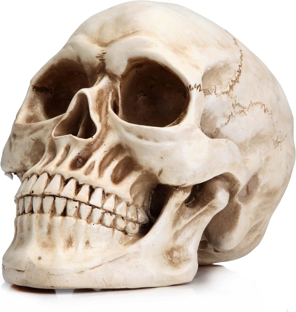 READAEER Resin Skull, Human Head Model for Home Decoration, Halloween Statue, Skull Model for Bookshelf and Desktop (White)