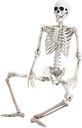 36" Halloween Skeleton Decorations,Human Bones for Halloween Party with Movable Joints,for Haunted Houses, Front Lawn, Graveyard Props