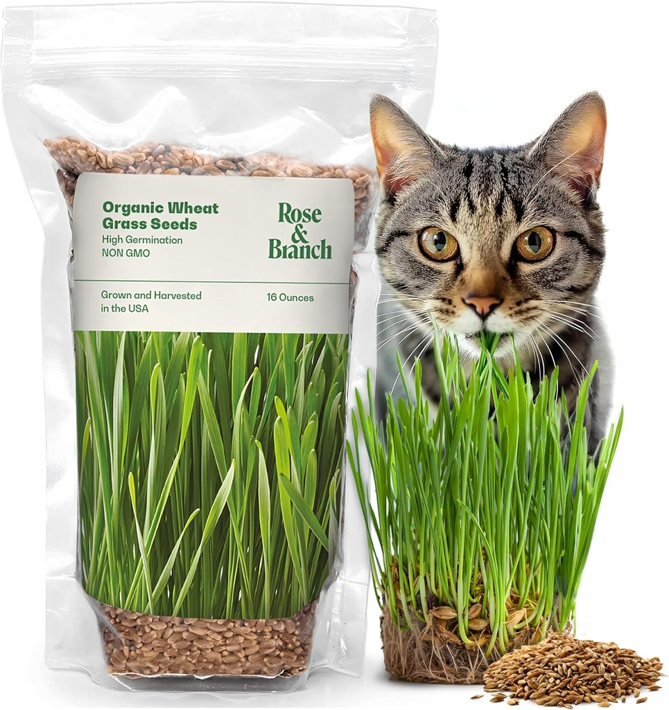 Rose & Branch Organic Wheat Grass Seeds for Indoor Cats - Cat Grass Seeds - 16 Ounces - 100% Organic Non-GMO - Hard Red Wheat - Harvested in USA - Easy to Grow