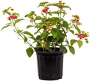 American Plant Exchange Lantana 'Confetti' – 6-Inch Pot – Live Flowering Shrub with Vibrant Multi-Color Blooms, Heat-Tolerant Outdoor Plant for Gardens, Patios, Hanging Baskets & Landscapes